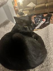 Lost Male Cat last seen Talbot and meadowcreast, Huntington Woods, MI 48070