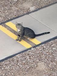 Found/Stray Male Cat last seen In apts near Carey ave and Las Vegas blvd n, North Las Vegas, NV 89030