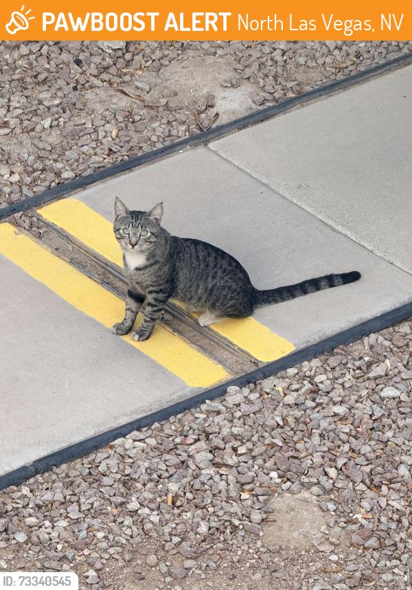 Found/Stray Male Cat last seen In apts near Carey ave and Las Vegas blvd n, North Las Vegas, NV 89030