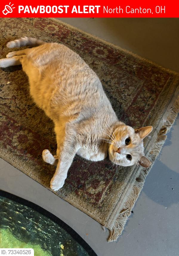 Lost Male Cat last seen Huckleberry St NW and Lake O’ Springs Ave NW, North Canton, OH 44720