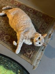 Lost Male Cat last seen Huckleberry St NW and Lake O’ Springs Ave NW, North Canton, OH 44720
