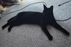 Reunited Male Cat last seen Ours noir/du lynx, Gatineau, QC J9J 3T4