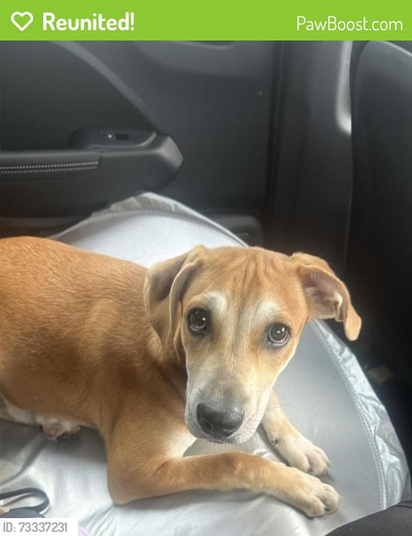 Reunited Female Dog last seen San San tofu, Houston, TX 77072