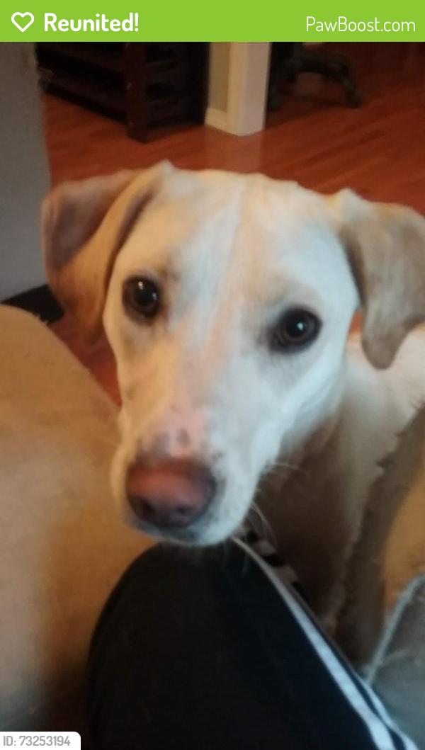Reunited Male Dog last seen Scenic and Darby, Springfield, MO 65810