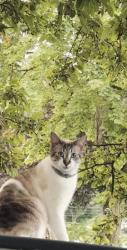 Lost Male Cat last seen William, Alice, William st., Dearborn, MI 48124