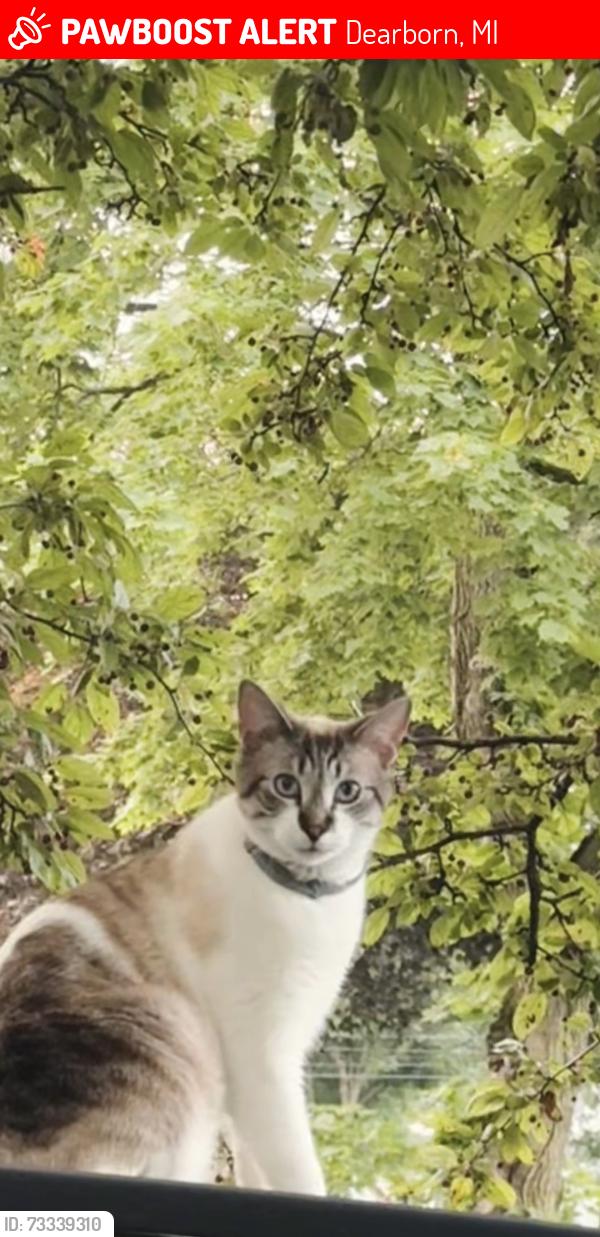 Lost Male Cat last seen William, Alice, William st., Dearborn, MI 48124