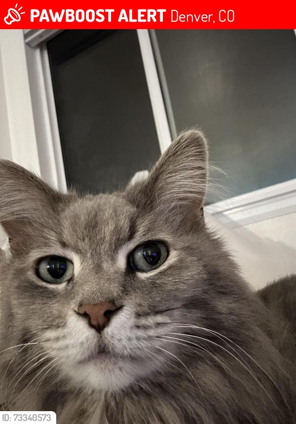 Lost Female Cat last seen Zuni and 38th, Denver, CO 80211