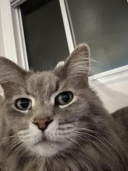 Lost Female Cat last seen Zuni and 38th, Denver, CO 80211