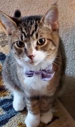 Reunited Male Cat last seen Near diamond rock ct, Ira Township, MI 48023
