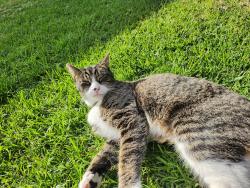 Lost Male Cat last seen Edinger and goldenwest, Huntington Beach, CA 92647