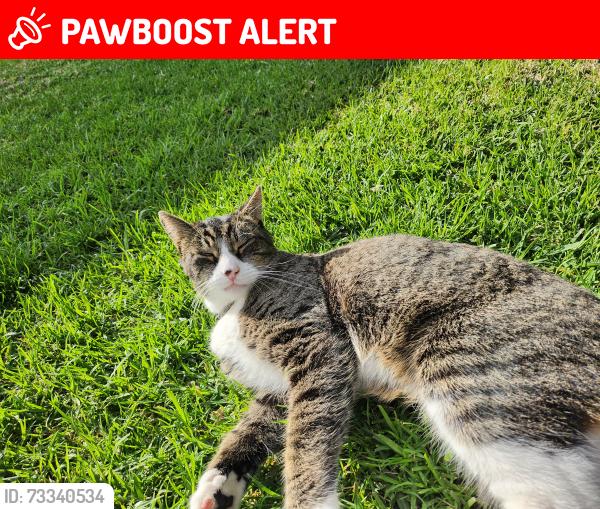 Lost Male Cat last seen Edinger and goldenwest, Huntington Beach, CA 92647