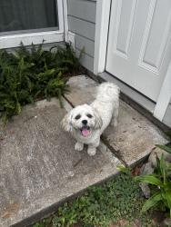 Reunited Male Dog last seen Near Sunset Dr, Friendswood, TX 77546, USA, Friendswood, TX 77546