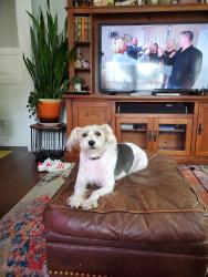 Lost Female Dog last seen California Ave, Chattanooga, TN 37415