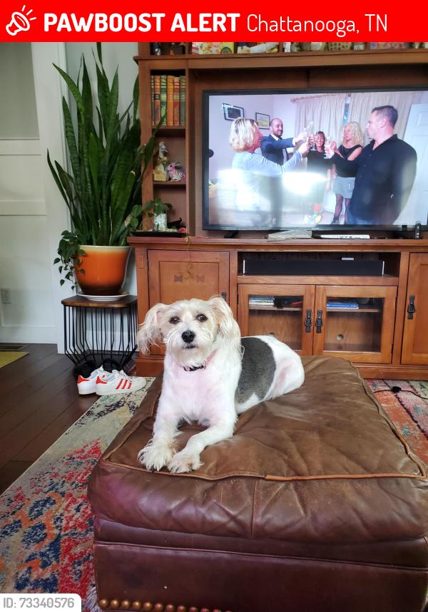 Lost Female Dog last seen California Ave, Chattanooga, TN 37415