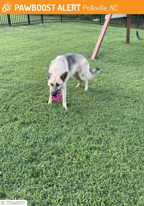 Found/Stray Male Dog last seen Stage Coach Road & Hollis Road, Polkville, NC 28090