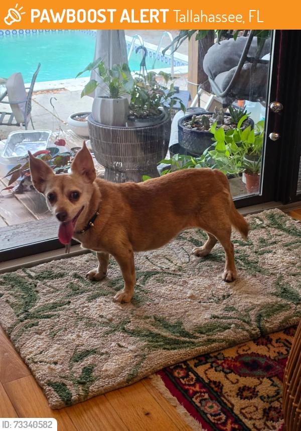 Found/Stray Female Dog last seen 5179-Pimlico-Dr-Tallahassee, Tallahassee, FL 32309