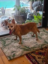 Found/Stray Female Dog last seen 5179-Pimlico-Dr-Tallahassee, Tallahassee, FL 32309