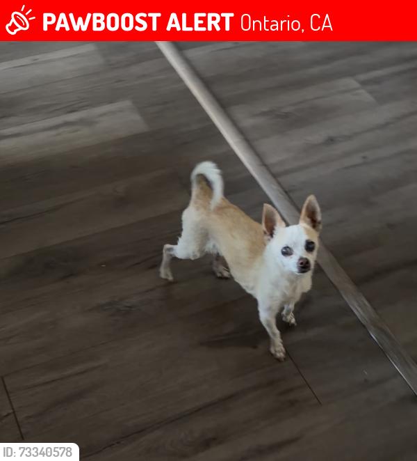 Lost Female Dog last seen Euclid between walnut and Riverside Dr, Ontario, CA 91761