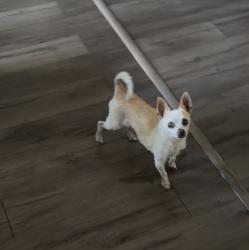 Lost Female Dog last seen Euclid between walnut and Riverside Dr, Ontario, CA 91761