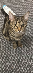 Lost Male Cat last seen Linthouse, Linthouse, Scotland G51 4RA