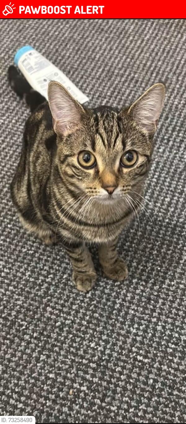 Lost Male Cat last seen Linthouse, Linthouse, Scotland G51 4RA