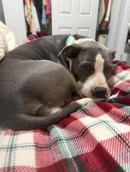 Found/Stray Female Dog last seen Near Ocmulgee E Blvd, Macon, GA 31217, Macon, GA 31217