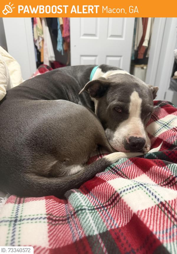 Found/Stray Female Dog last seen Near Ocmulgee E Blvd, Macon, GA 31217, Macon, GA 31217