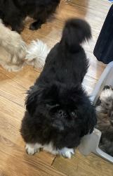 Lost Male Dog last seen Near N Main Street, Fountain Inn, SC, Fountain Inn, SC 29644
