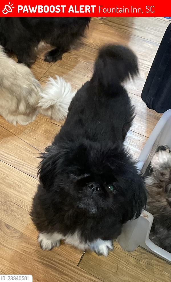 Lost Male Dog last seen Near N Main Street, Fountain Inn, SC, Fountain Inn, SC 29644