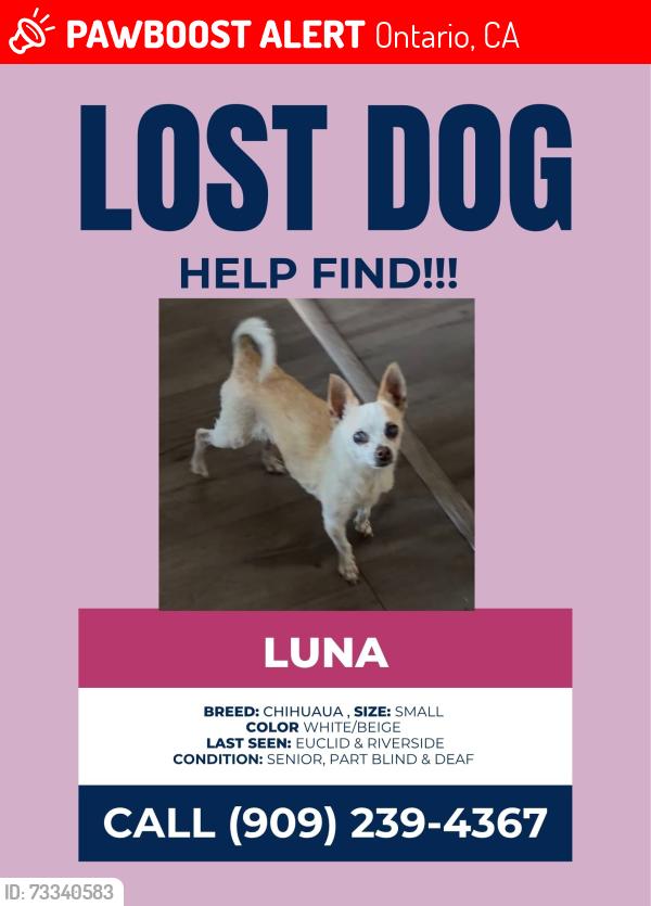 Lost Female Dog last seen Dutch bros, Ontario, CA 91761