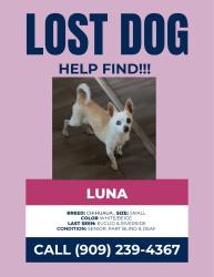 Lost Female Dog last seen Dutch bros, Ontario, CA 91761