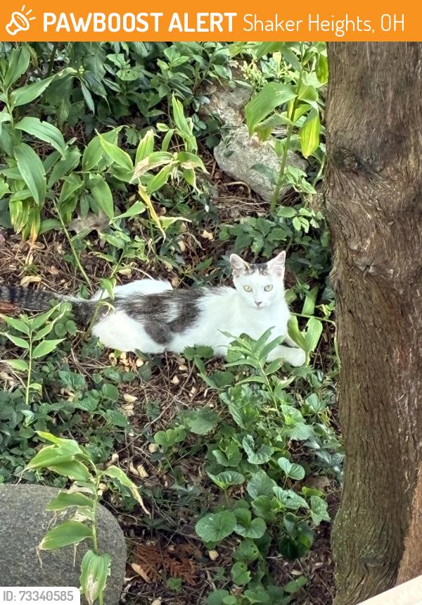 Found/Stray Female Cat last seen Sherrington and Glencairn, Shaker Heights, OH 44122
