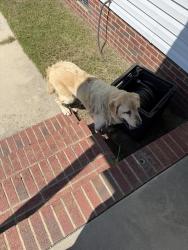 Found/Stray Male Dog last seen Near Micro tower road, Lillington, NC 27546