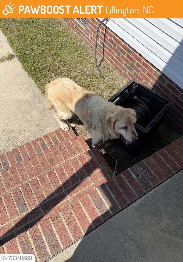 Found/Stray Male Dog last seen Near Micro tower road, Lillington, NC 27546