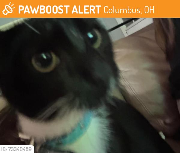 Found/Stray Unknown Cat last seen E broad st, Columbus, OH 43209