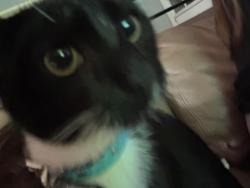 Found/Stray Unknown Cat last seen E broad st, Columbus, OH 43209
