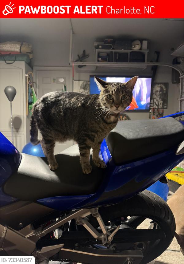 Lost Female Cat last seen Weeping Fig Lane, Charlotte, NC 28215