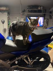 Lost Female Cat last seen Weeping Fig Lane, Charlotte, NC 28215