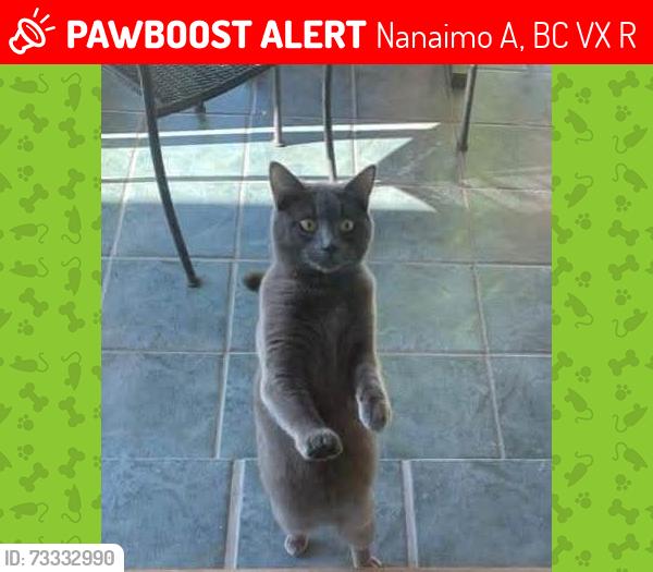 Lost Female Cat last seen Duke point ferry, Nanaimo A, BC V9X 1R1
