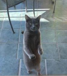 Lost Female Cat last seen Duke point ferry, Nanaimo A, BC V9X 1R1