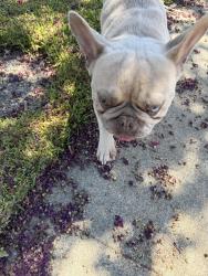 Found/Stray Male Dog last seen Imperial and jasmine, Brea, CA 92821