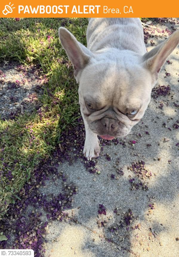 Found/Stray Male Dog last seen Imperial and jasmine, Brea, CA 92821