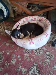 Found/Stray Male Dog last seen 24th st NATIONAL CITY, National City, CA 91950