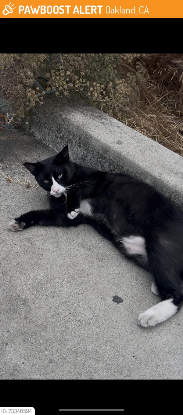 Found/Stray Unknown Cat last seen Lot H, coliseum wy, Oakland, CA 94621