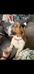 Lost Female Dog last seen Rufe snow and glenview, Fort Worth, TX 76180