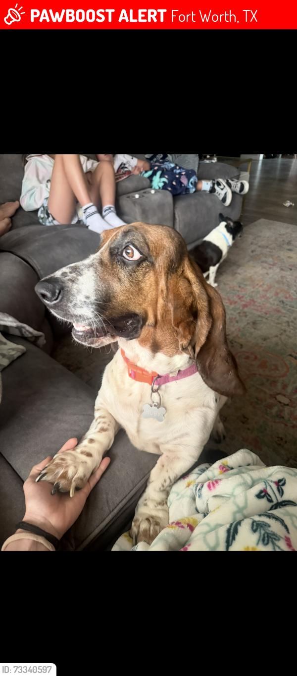 Lost Female Dog last seen Rufe snow and glenview, Fort Worth, TX 76180