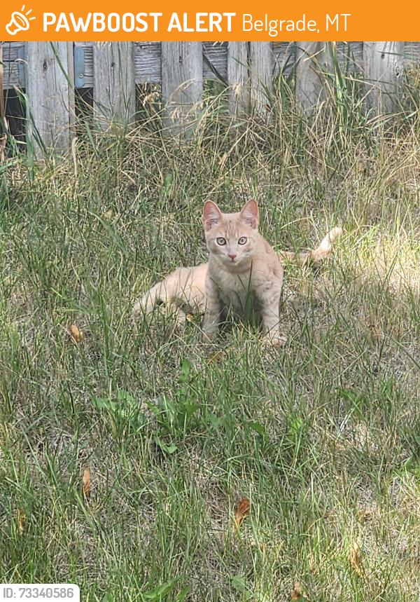 Found/Stray Male Cat last seen Near Green Tree Dr, Belgrade, MT 59714, Belgrade, MT 59714
