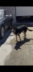 Lost Male Dog last seen Park meadows dr sunset meadow ln, Bakersfield, CA 93308