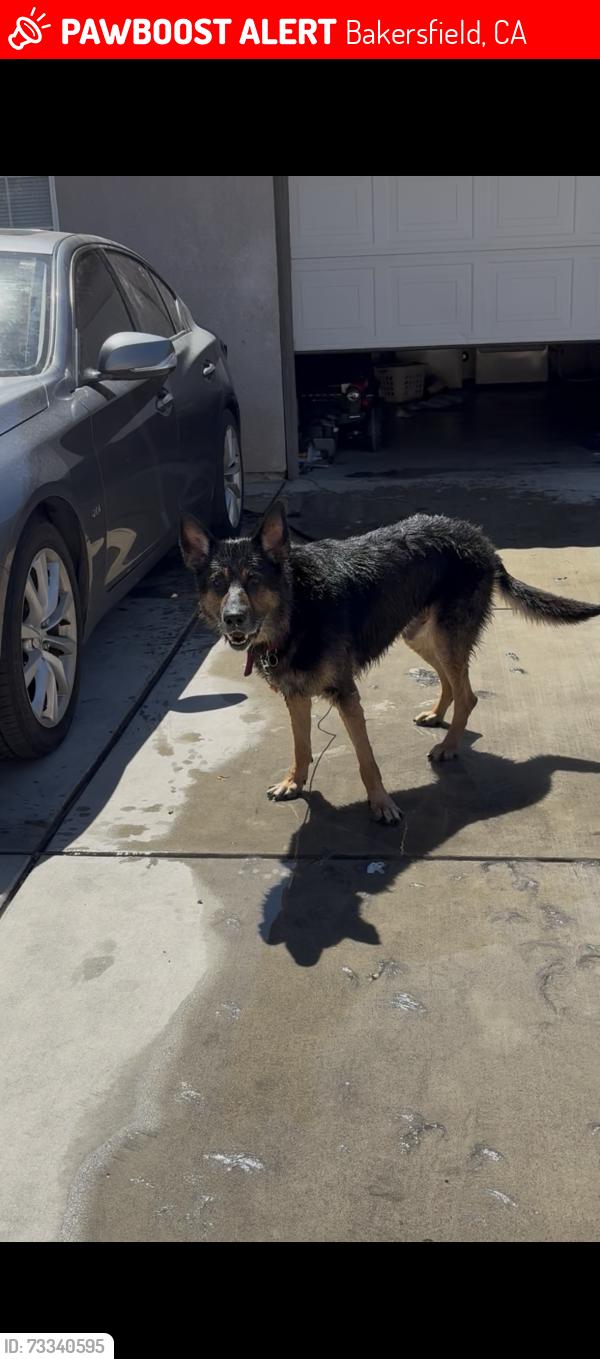 Lost Male Dog last seen Park meadows dr sunset meadow ln, Bakersfield, CA 93308