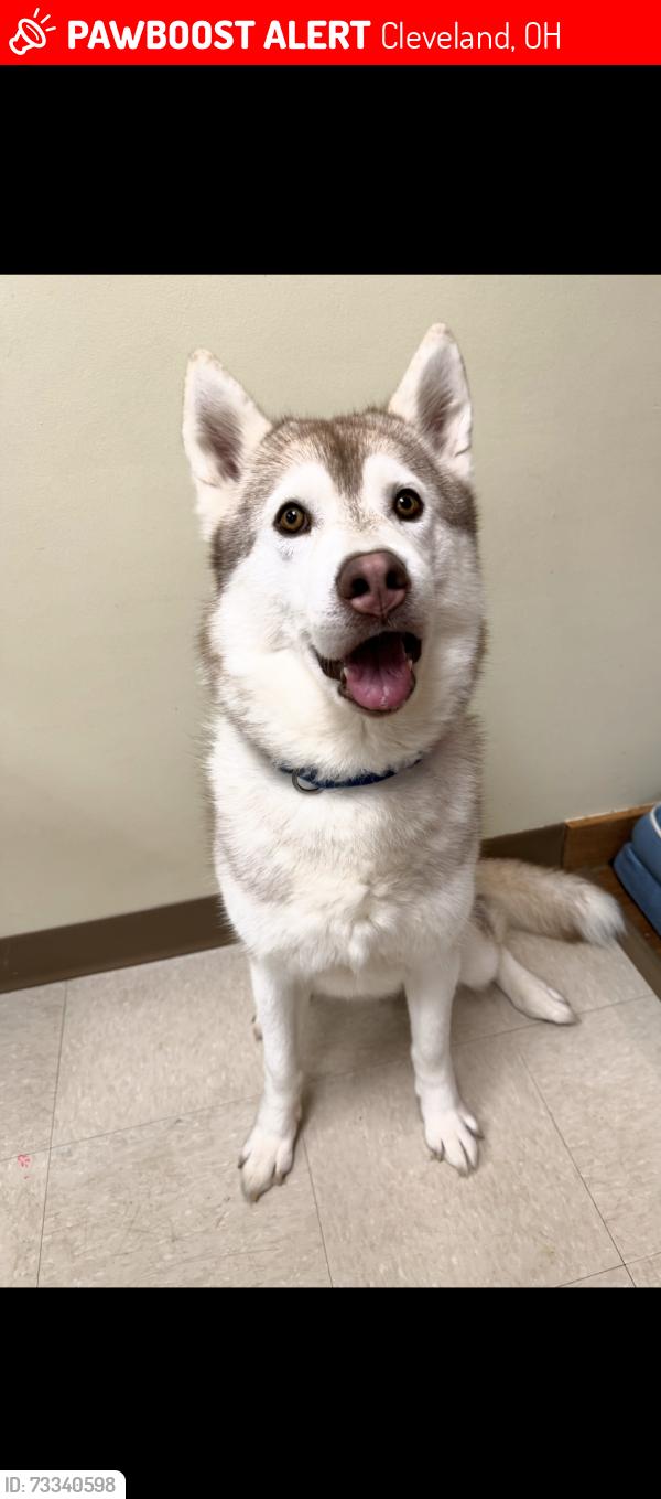 Lost Male Dog last seen W 131st Cleveland Ohio, Cleveland, OH 44135